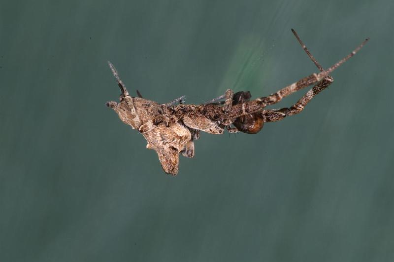 Uloborus_congregabilis_D7098_Z_88_Camping near sewage_Australie.jpg
